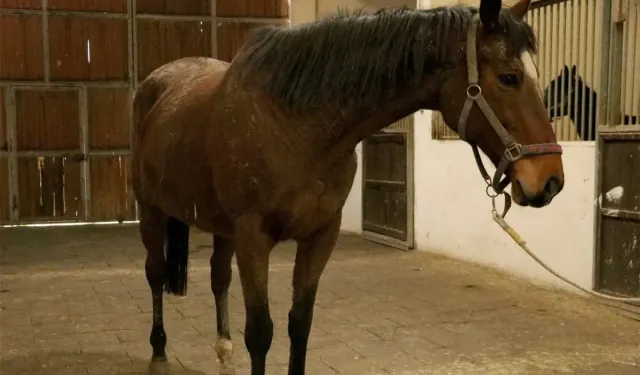 TMSF Safkan İngiliz Kısrağı Ve Tayını İhaleye Çıkarıyor