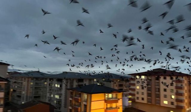 Ardahan’da Karga Sürüsü Gökyüzünü Kapladı