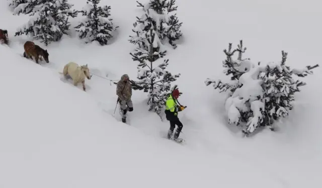 Artvin’de Kayıp Atları Köyün Gençleri Kurtardı
