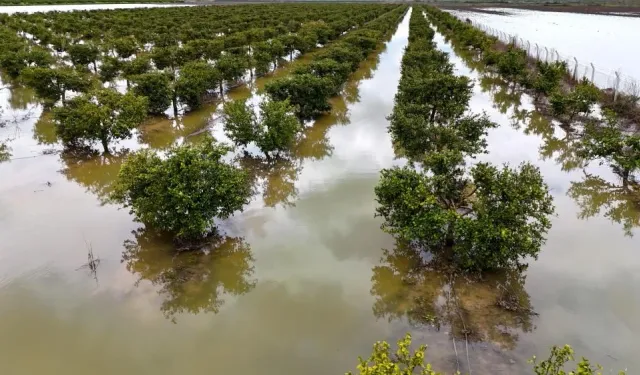 Adana’da Yağış Tarım Arazilerini Vurdu