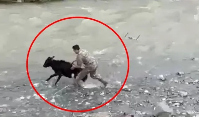 Polis Buzağıyı Dereye Girerek Yakaladı