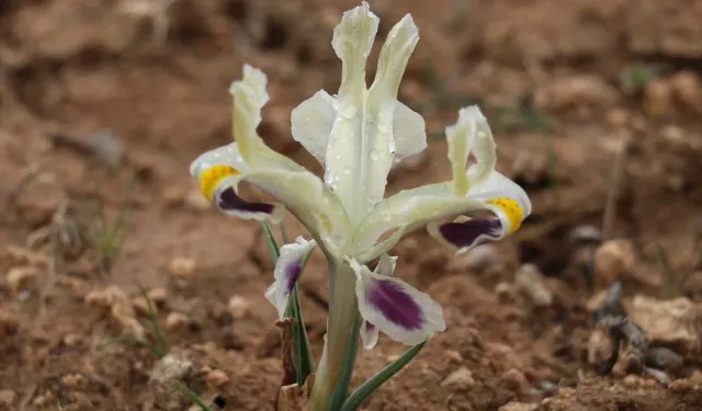 Batman’da Nevruz Çiçekleri Doğayı Renklendirdi