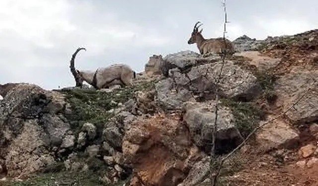 Tunceli'de Dağ Keçileri Sürüsü Görüntülendi