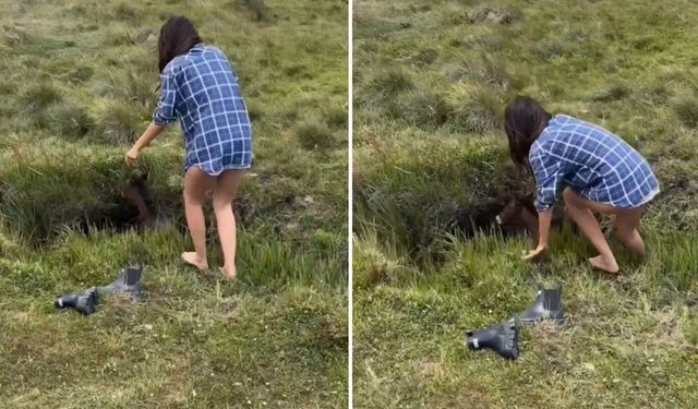 Yabani Tay Çukura Düştü Kadın Kurtardı