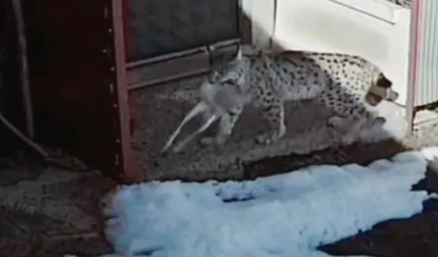 Bayburt’ta Vaşağın Tavşan Avı Kameraya Yansıdı