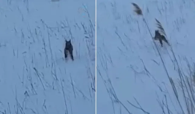 Bayburt'ta Vaşak Köyde Görüntülendi