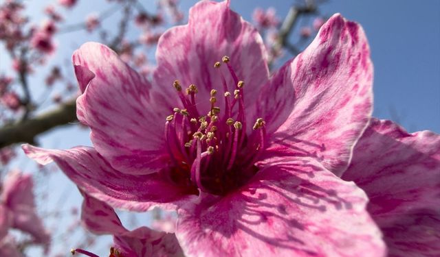 Selçuk’ta Şeftali Ağaçları Çiçek Açtı