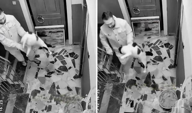 Apartmanda Kediye Şiddet Kamerada