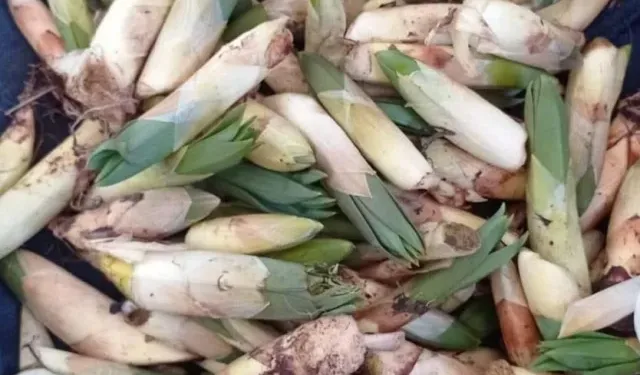 Çiriş Otu Altın Değerinde Kilosu 300 TL Oldu