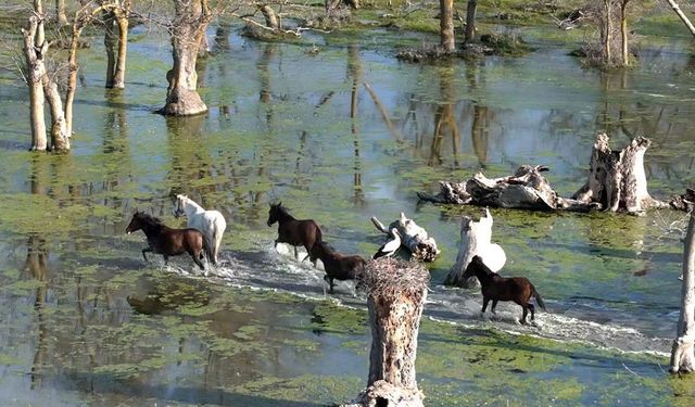 Kızılırmak Deltasında Yılkı Atları Görüntülendi