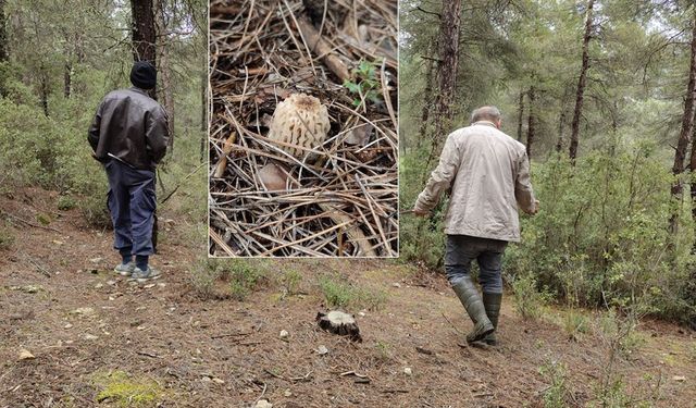Kuzugöbeği Mantarı Sezonu Başladı Yoğun İlgi