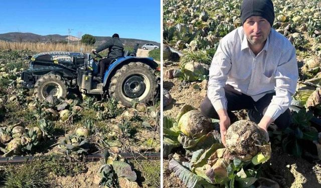 Tarlada Çürüdü Pazarda 70 Lira Satılıyor