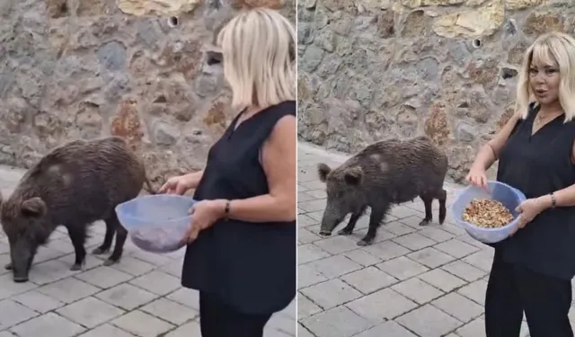 Safiye Soyman Yaban Domuzunu Elleriyla Besledi