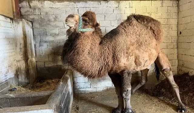 Şap Hastalığı Deve Güreşlerini İptal Ettirdi