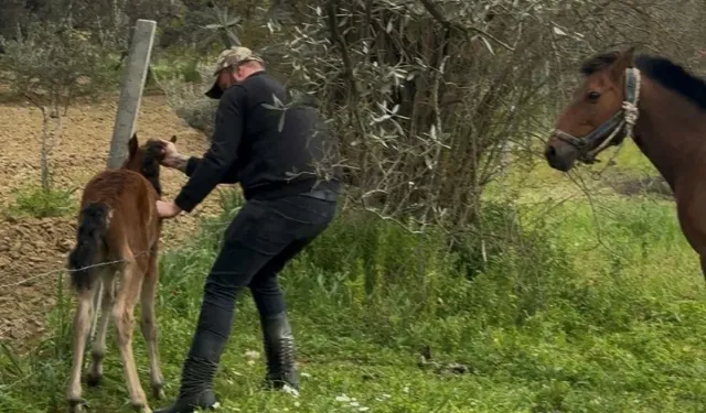 Aydın’da Dikenli Tele Takılan Tay Kurtarıldı