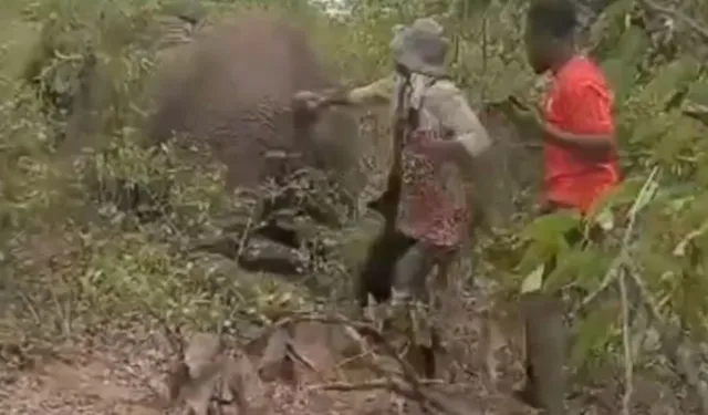 Yaralı Fili Ölü Sanan Kadın Ezilerek Hayatını Kaybetti