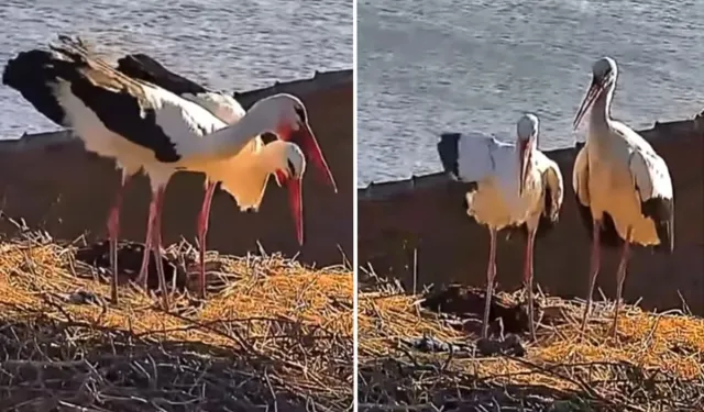 Yaren Leylek Ve Nazlı Leylek Yuvada Yeniden Buluştu