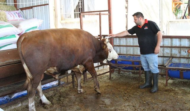 Hatay’da 1 Tonluk Kurbanlık Dana 450 Bin TL’ye Satışta