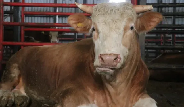 1,5 Tonluk Dev Tosun Kurban Bayramı İçin Hazır