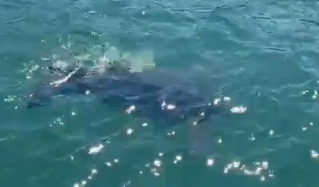 Rize’de Nadir Deniz Kaplumbağası Görüntülendi