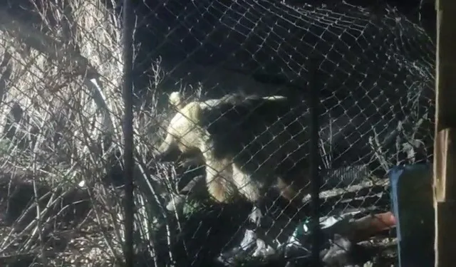 Bayburt’ta Ayı Şantiyede Görüldü Kaçtı