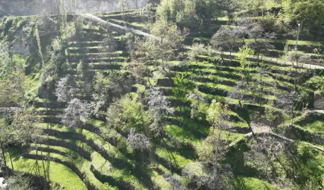 Artvin’de 60 Yıllık Emek Nesilden Nesile