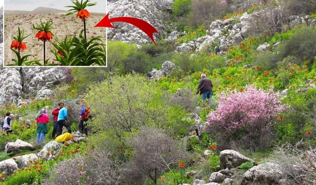 Afşin’de Ters Laleler Açtı Doğaseverler Akın Ediyor