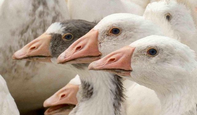 Anadolu Kazı İçin Islah Projesi Başlatıldı