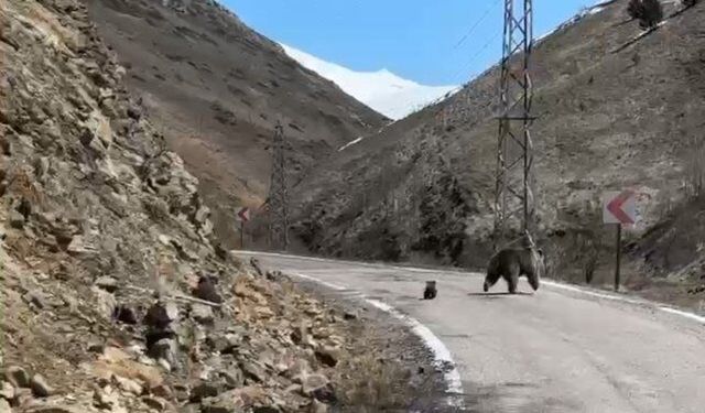 Anne Ayı ve Yavrularının Doğadaki Anları Kamerada