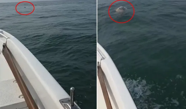 Trabzon Of Açıklarında Denizde Koyun Bulundu