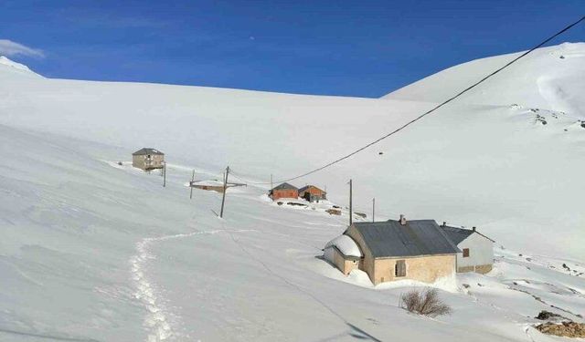 Bayburt Yaylasında Ayı Saldırıları Sürüyor
