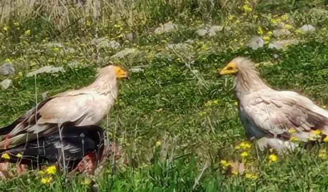 Bolu’da Nesli Tehlikedeki Akbabalar Görüntülendi