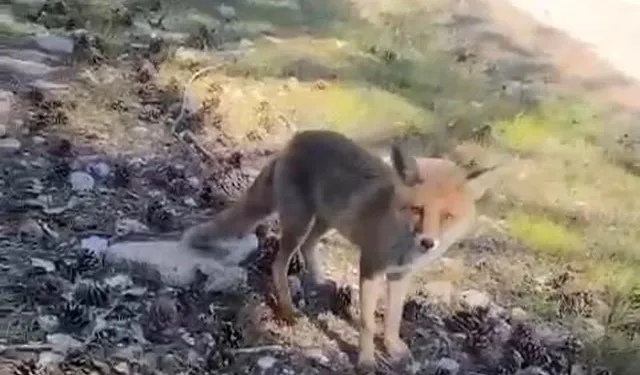Bursa’da Aç Kalan Tilkiler Yerleşime İndi