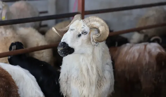 2026 Kurban Hizmetleri Tebliği Yürürlüğe Girdi