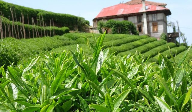 2026 Yaş Çay Fiyatı Kaç TL Olacak