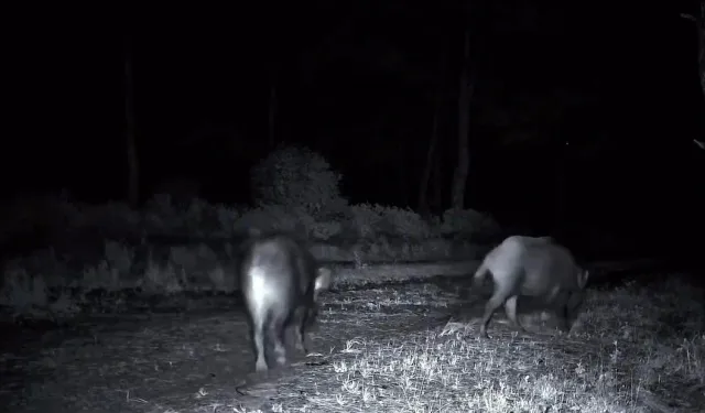 Tekirdağ’da Domuz Sürüsü Fotokapana Yakalandı