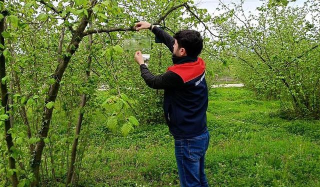 Düzce’de Fındıkta Kokarca İçin Tuzak Kuruldu