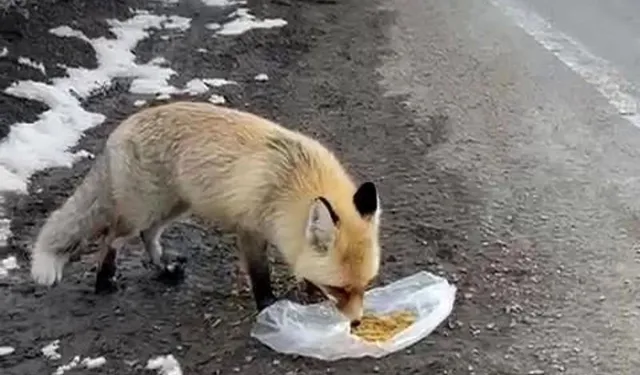 Erzurum’da Tilkiye Yol Kenarında Yiyecek Verdiler