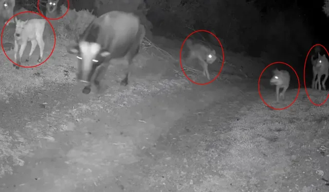 Çanakkale’de Kurt Sürüsü İneğe Saldırdı