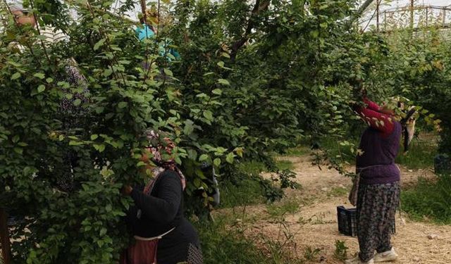 Mersin’de Hasadı Başladı Fiyatlar Düştü