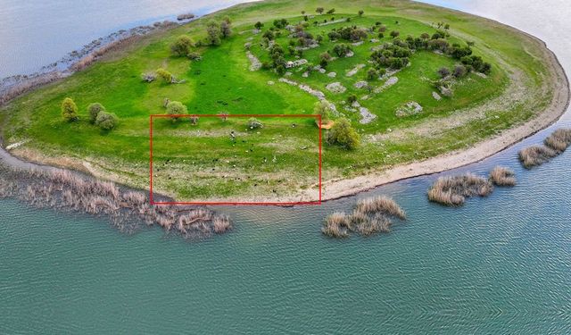 Adada Çobansız Hayvancılıkta Yavru Sürprizi