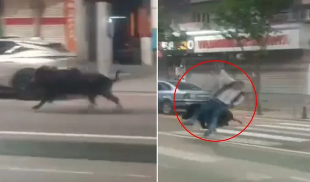 Batman’da  Şehire İnen Yaban Domuzu 3 Kişiyi Yaraladı