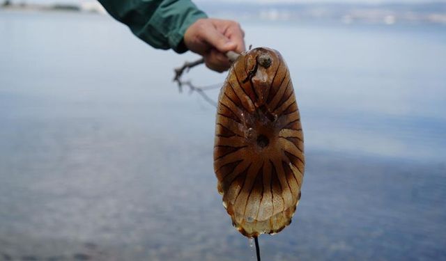 Tehlikeli Denizanası Uyarısı Denizde Görürseniz Yaklaşmayın