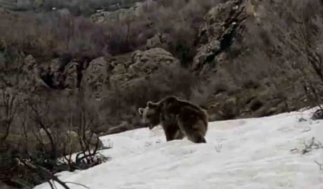 Şemdinli’de Aç Kalan Ayı Köye İndi