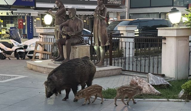 Marmaris’te Yaban Domuzları Şehir Merkezine İndi