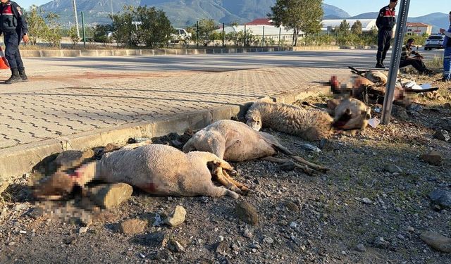 Fethiye’de Motosiklet Koyun Sürüsüne Çarptı 8 Hayvan Öldü