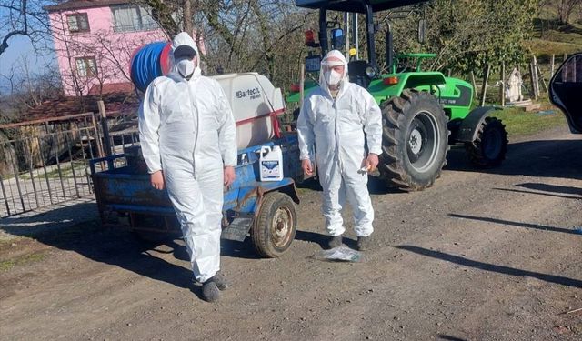 Samsun’da Kokarca Zararlısına Karşı Mücadele Sürüyor