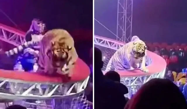 Rusya’da Sirkte Kaplan Paniği Yaşandı