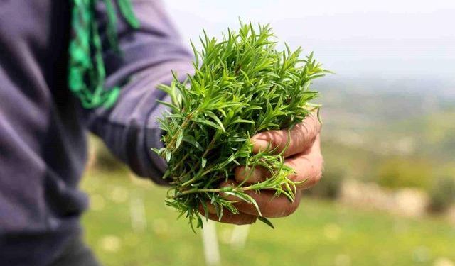 Hatay’da Zahter Hasadı Başladı Kilosu 400 TL’ye Ulaştı