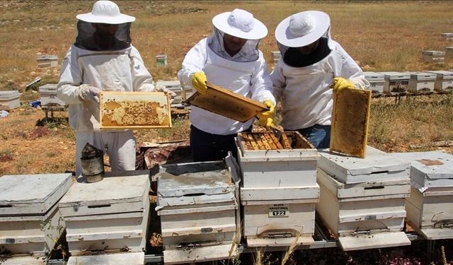 Türk Balı 31 Ülkeye İhraç Edildi Gelir Arttı